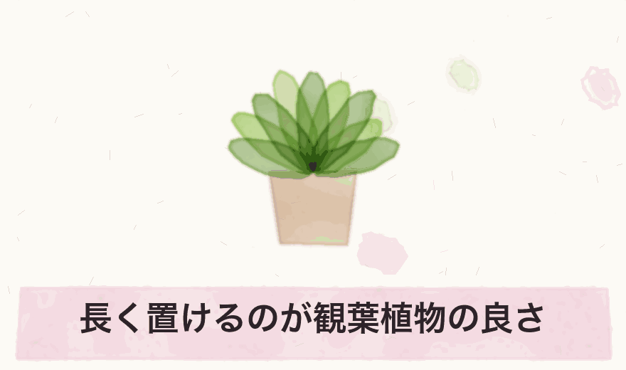 長く置けるのが観葉植物の良さ