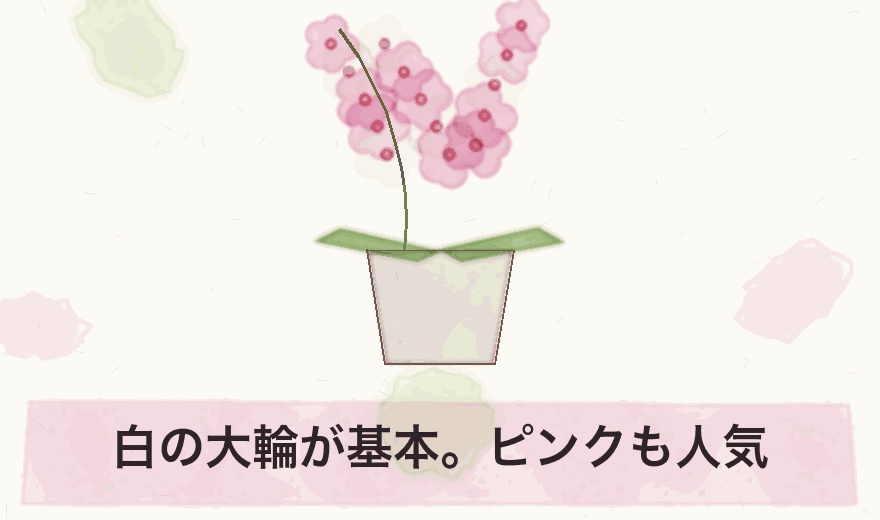 白の大輪が基本。ピンクも人気
